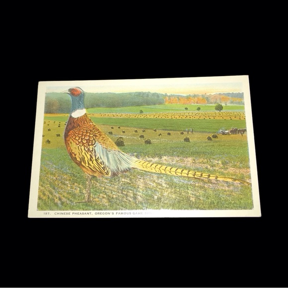 Vintage Exaggerated Chinese Pheasant Bird Postcard - Picture 1 of 4